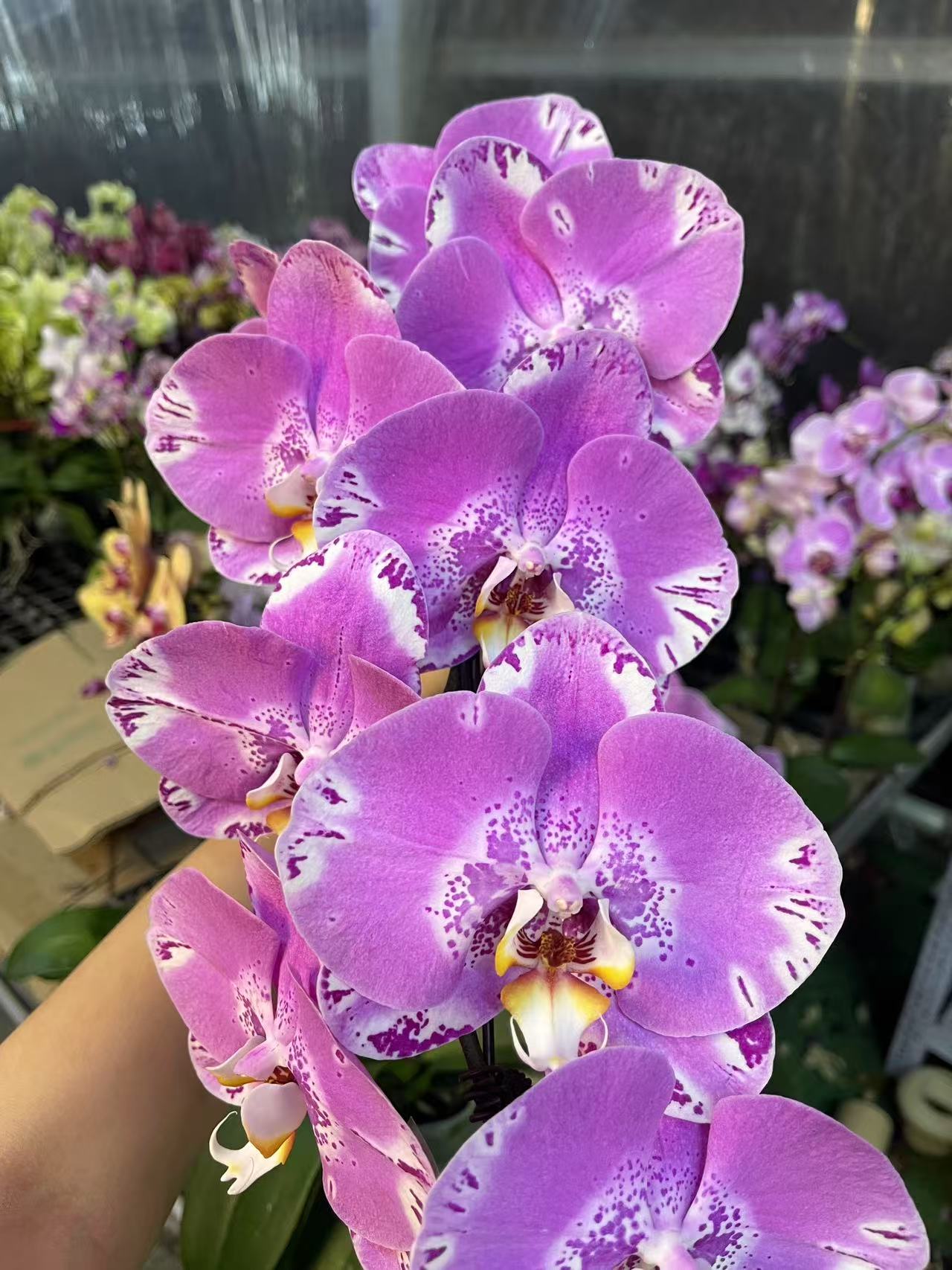 蝴蝶兰【藏宝图】单花剑 稀有 欧品  室内花花 广州基地直发