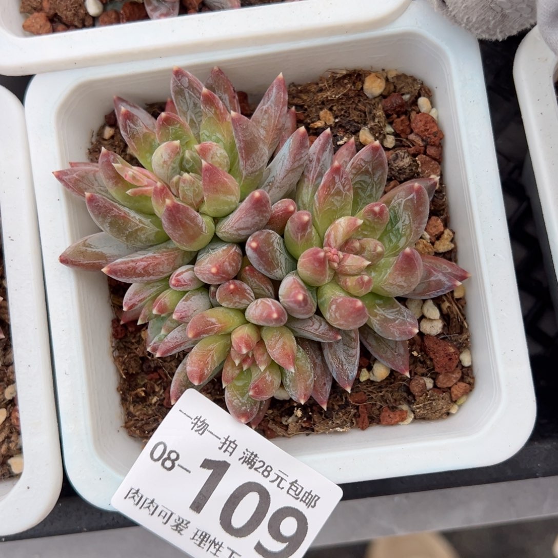 重楼多肉多肉多肉多肉