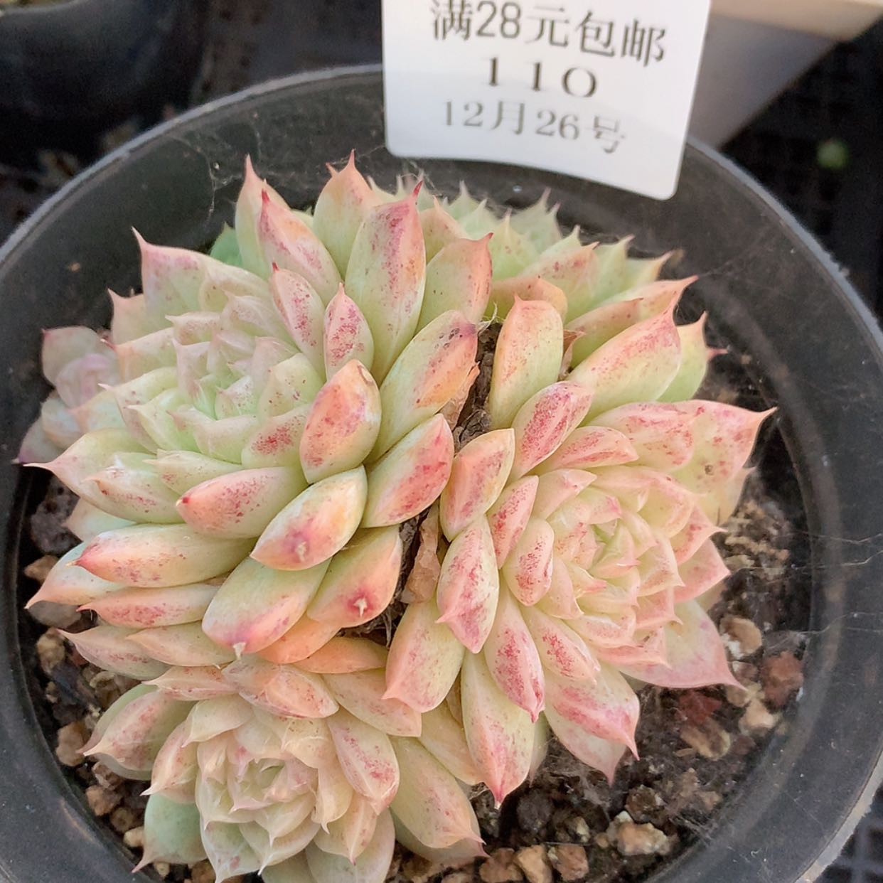 【闪购商品】云110号