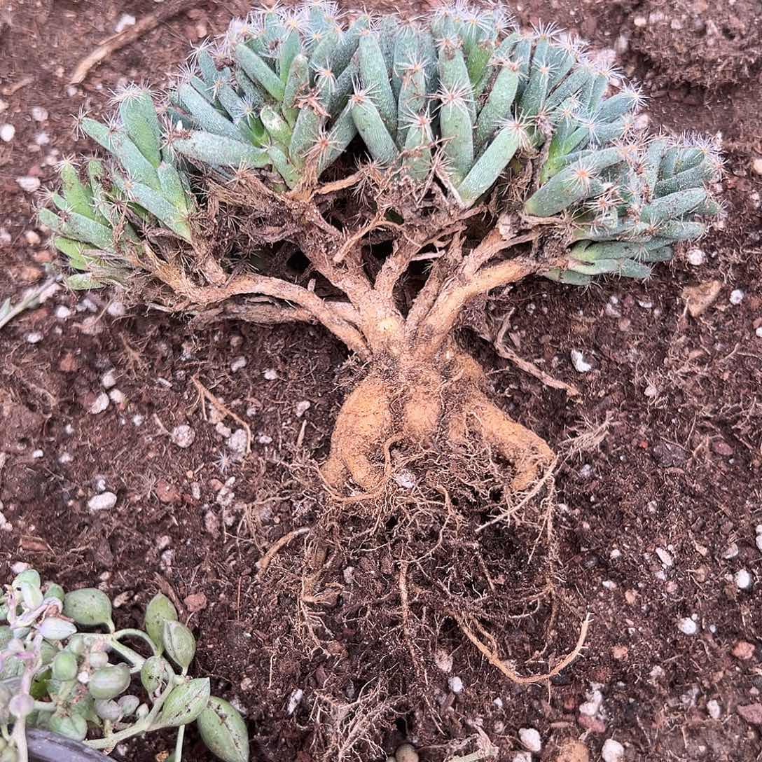 多肉植物紫晃星块根