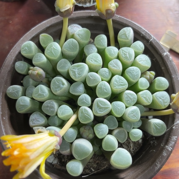 可爱多肉五十铃玉590