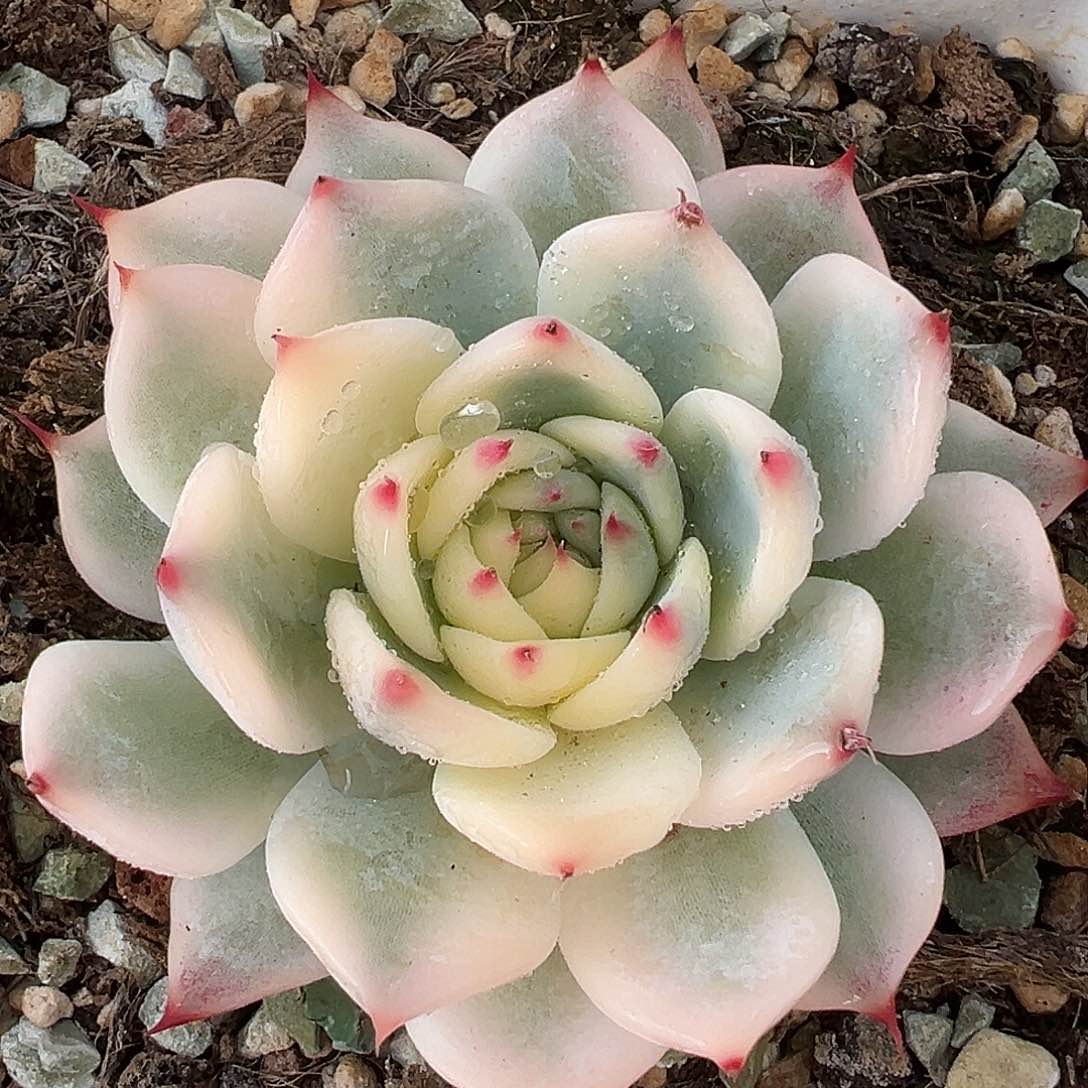 吉娃娃锦，多肉植物