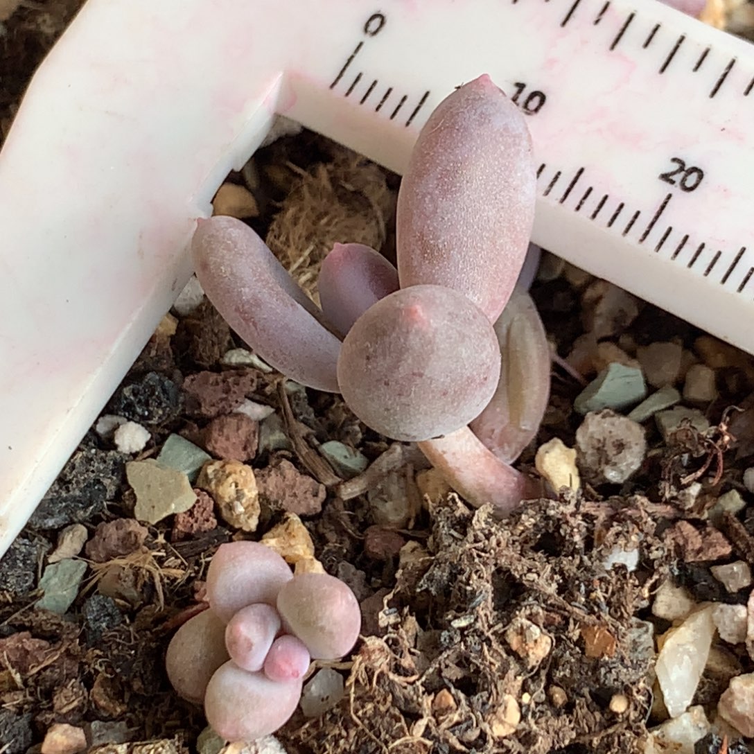 彩虹，瑕疵不满28发一片叶，到付