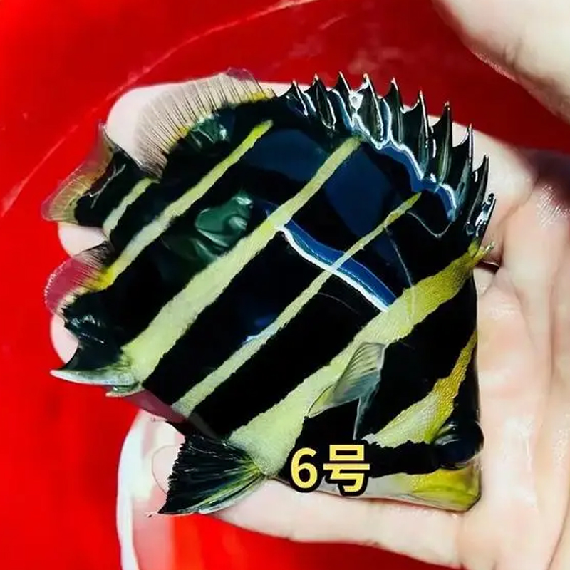 2.超可爱苏门答那虎鱼印尼三纹四纹虎鱼活体鱼