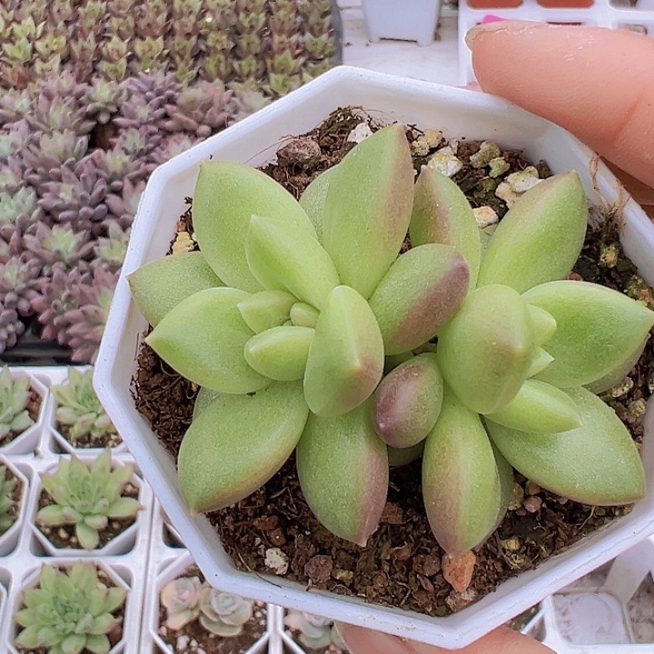 迷雾泡泡19包邮多肉