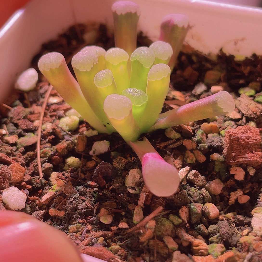 菊晃玉季节锦一颗