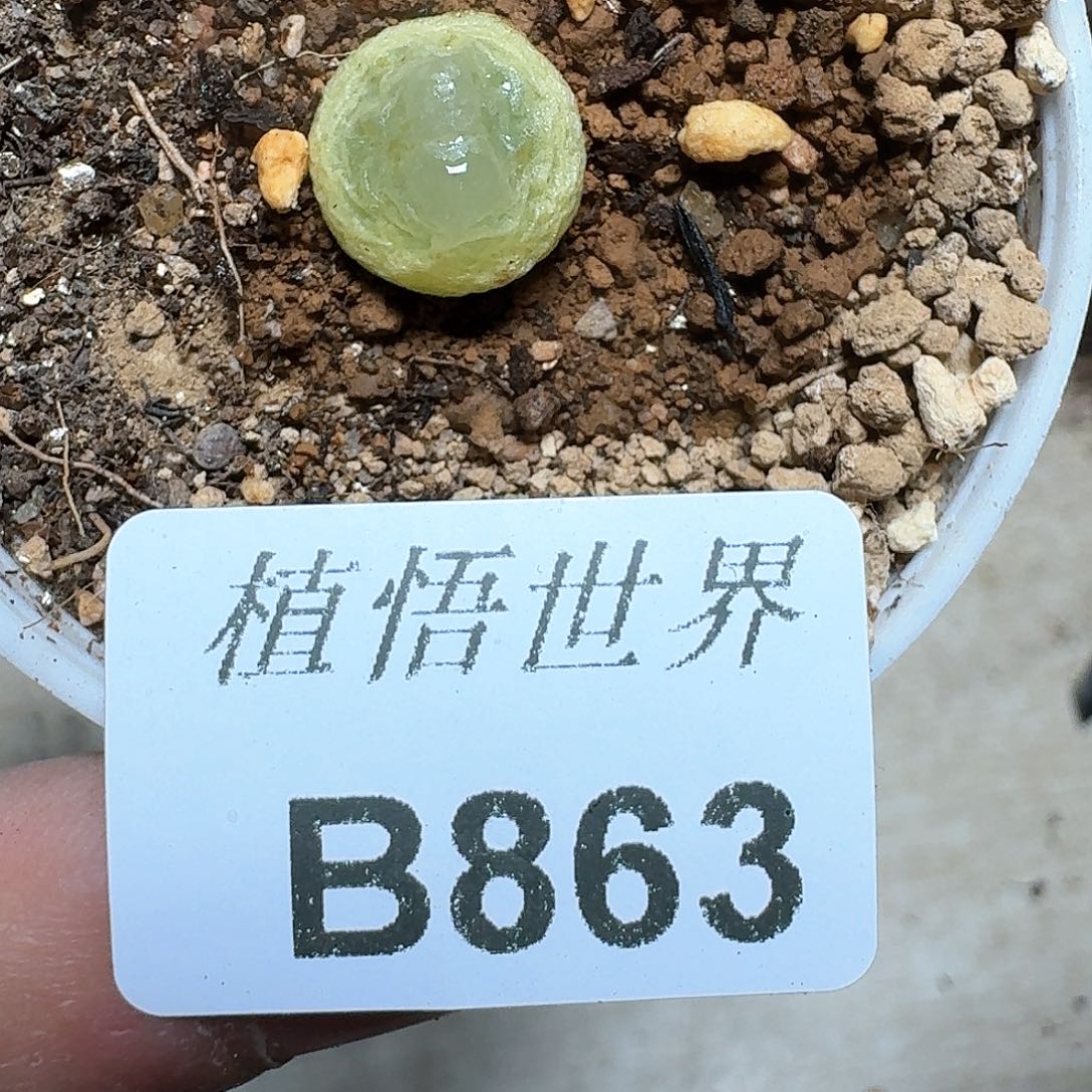 863盒多肉植物哇f c
