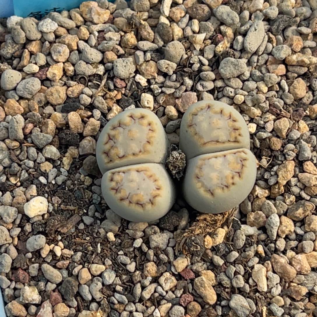 6437双头糖霜饼干一颗