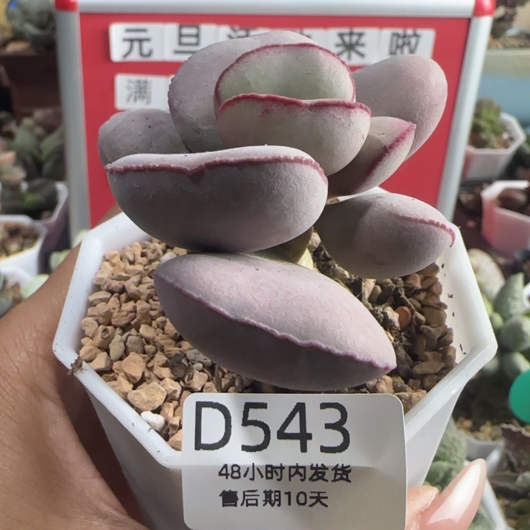 红蛋桩子。  543。    