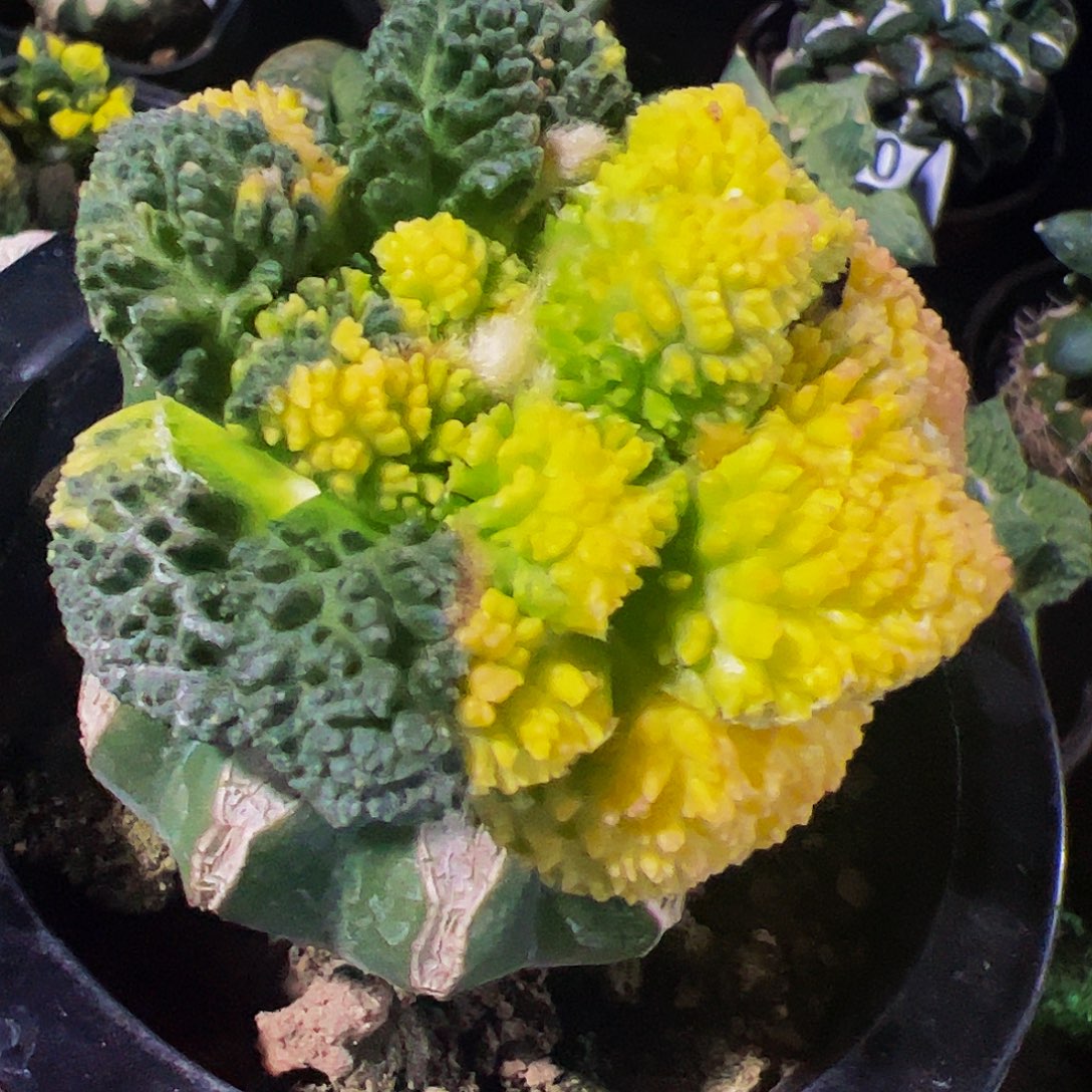 无花朵福利龟甲牡丹锦011