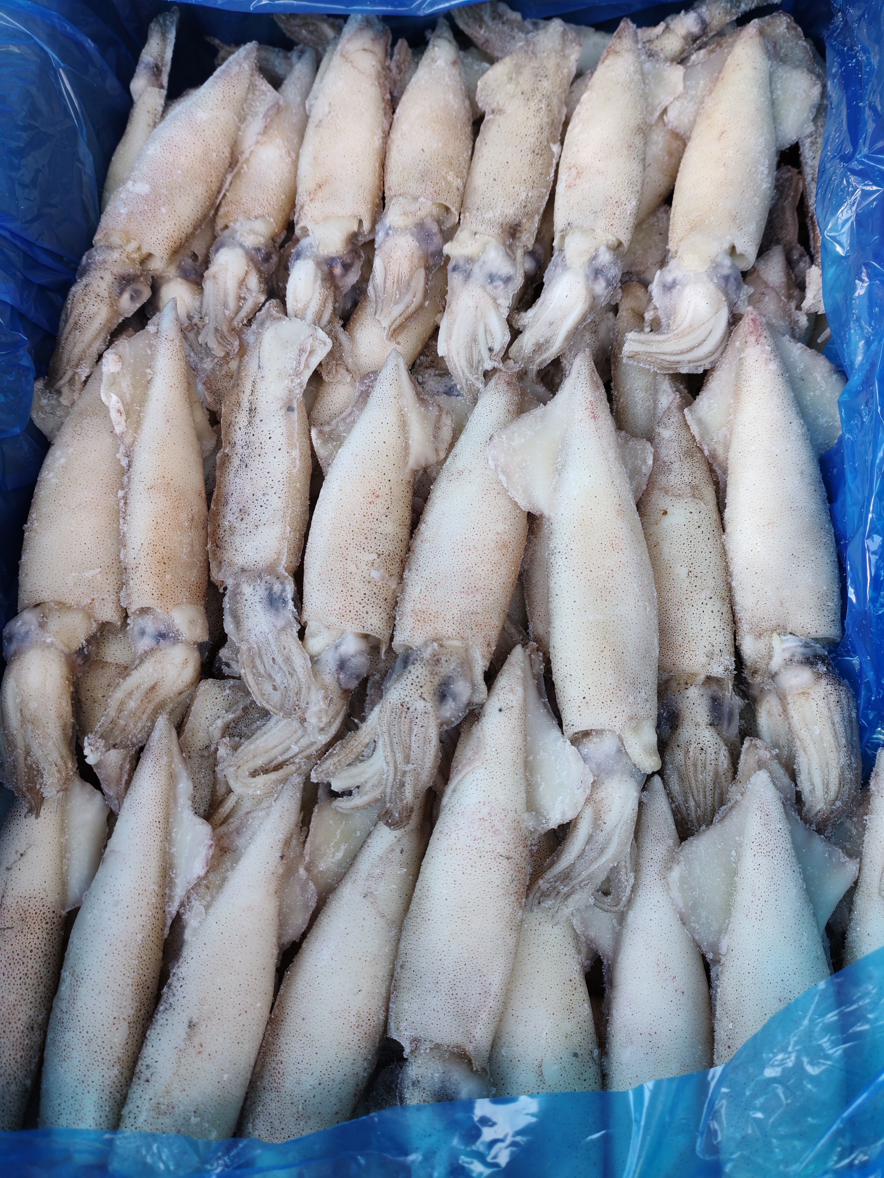 大连市当地母体笔管鱼