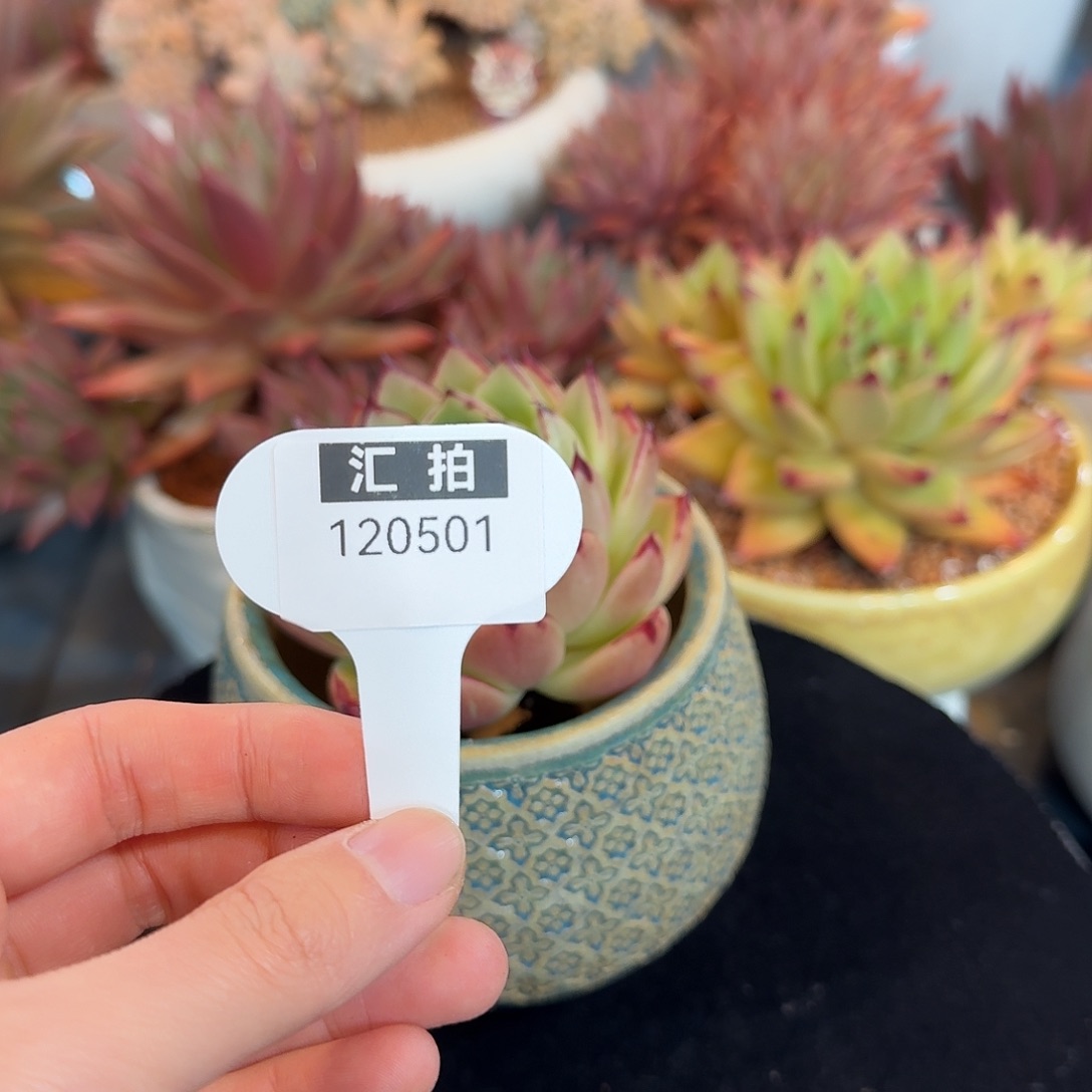 精品多肉植物120501