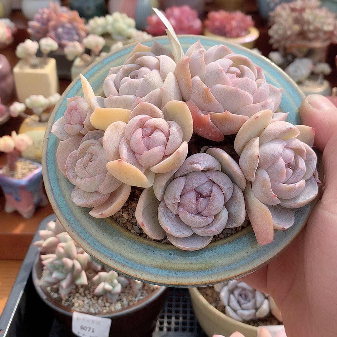 6066胖虎群生多肉13厘米