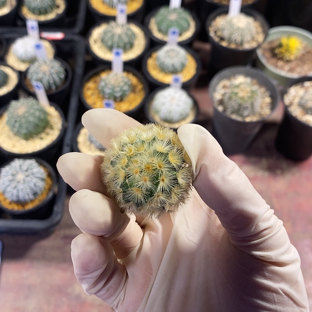 柳***絮佛头嘉文丸，单头，自根