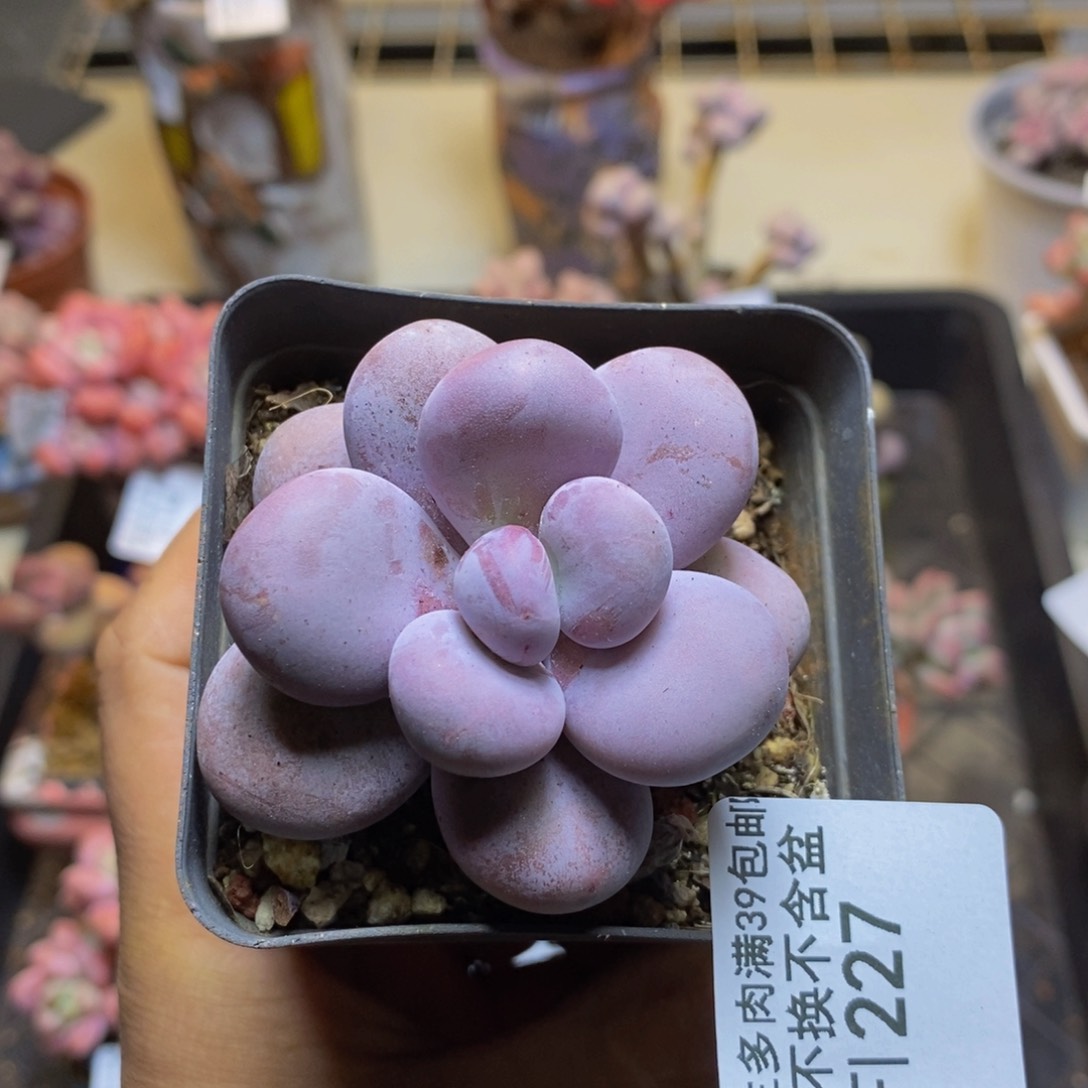 芭比奶酪227/5c m