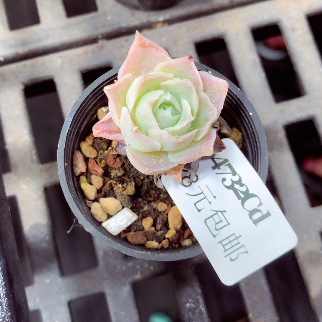 5厘米盆精控多肉4732