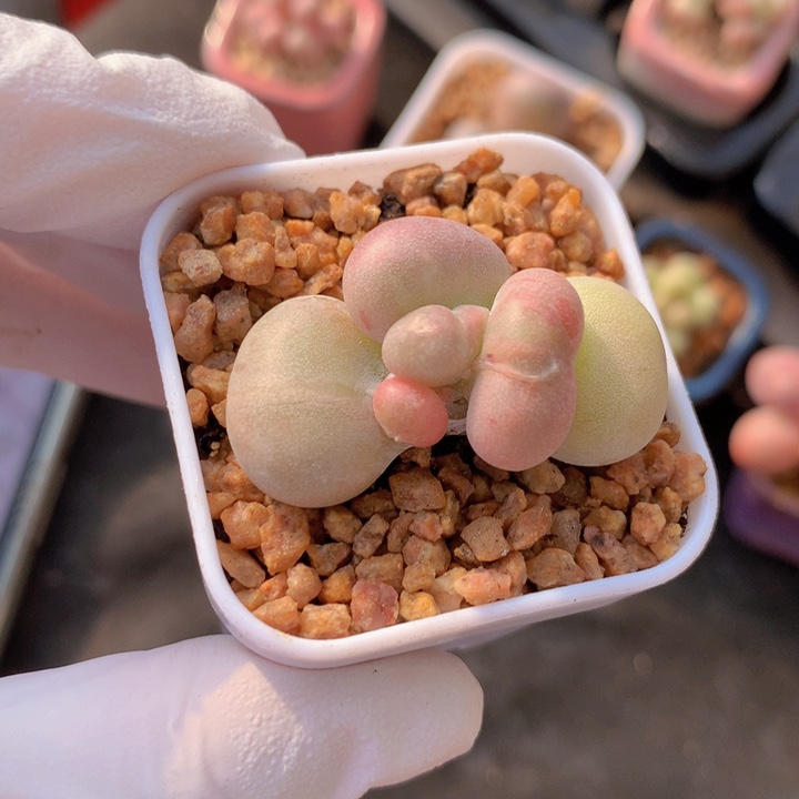 057 黄油体油煎丸子 西瓜锦 稳定