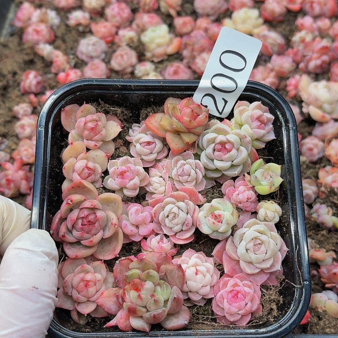 我****^多肉植物多肉植物200