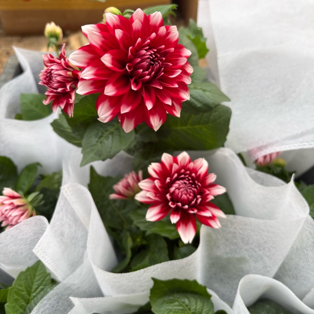 【缤纷甄选】精品大彩虹小丽花到手一盆