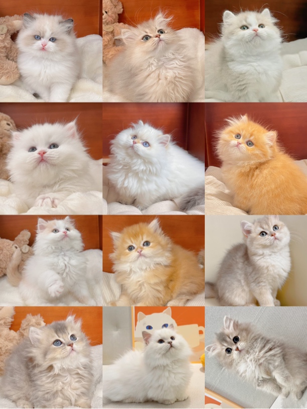 星月猫舍宠物相册