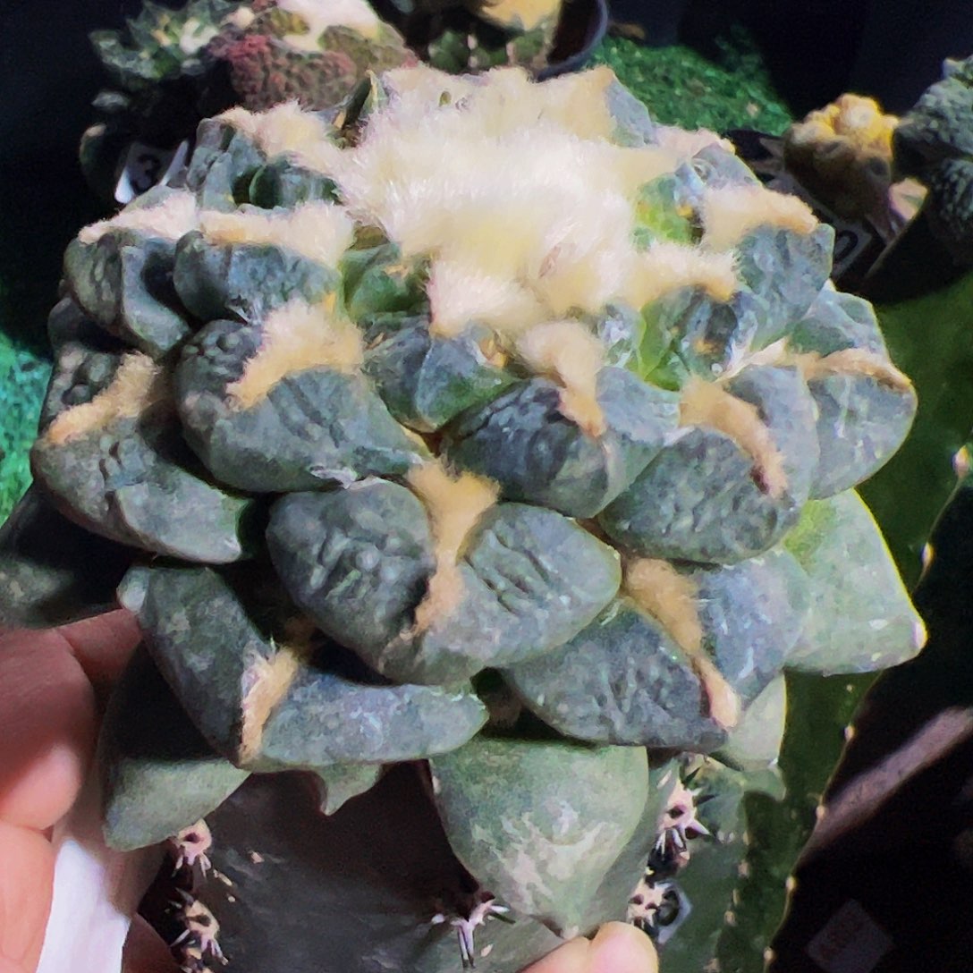 无花朵中筋龟甲牡丹483