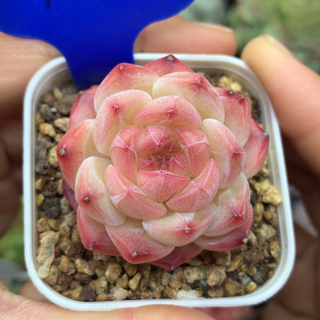 油透暗纹美心单头1814