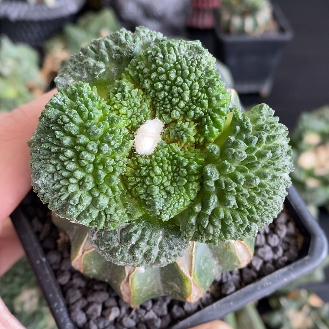 菜花潜力无限福利福利