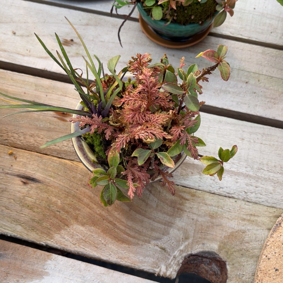 无花朵盆栽植物盆栽