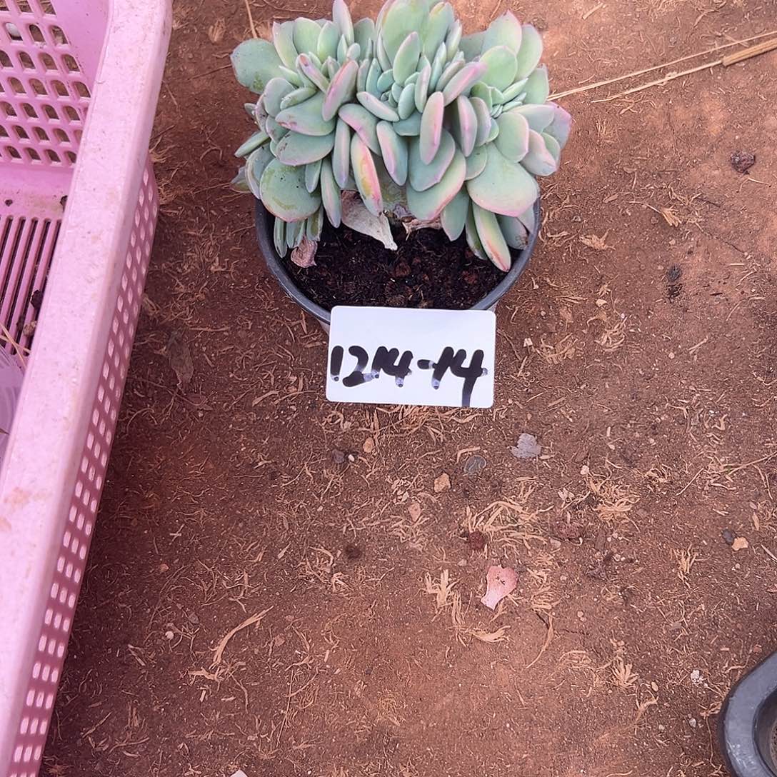 1214-14白凤缀多肉植物