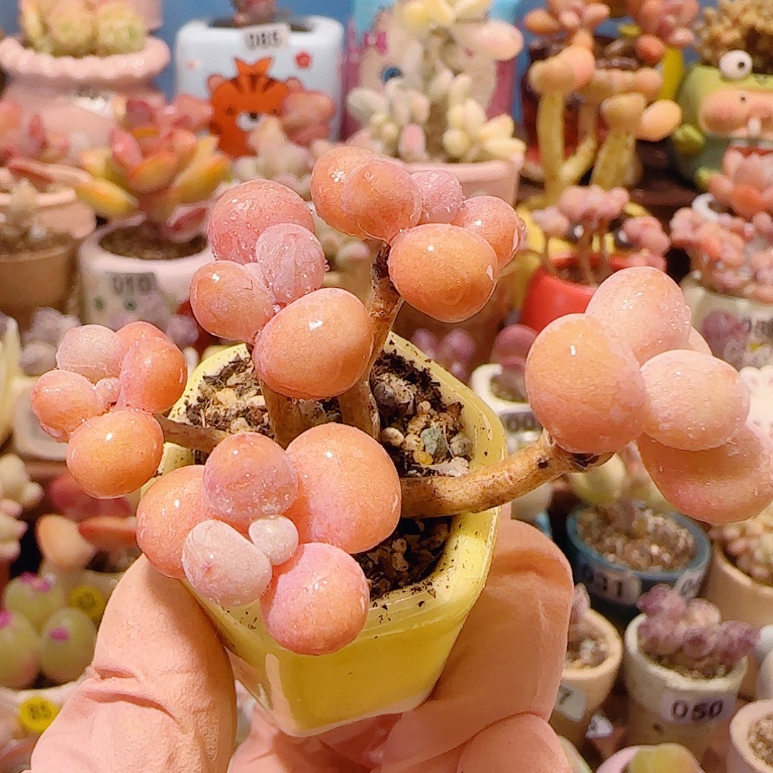 T造型桃蛋盆口2.5cm