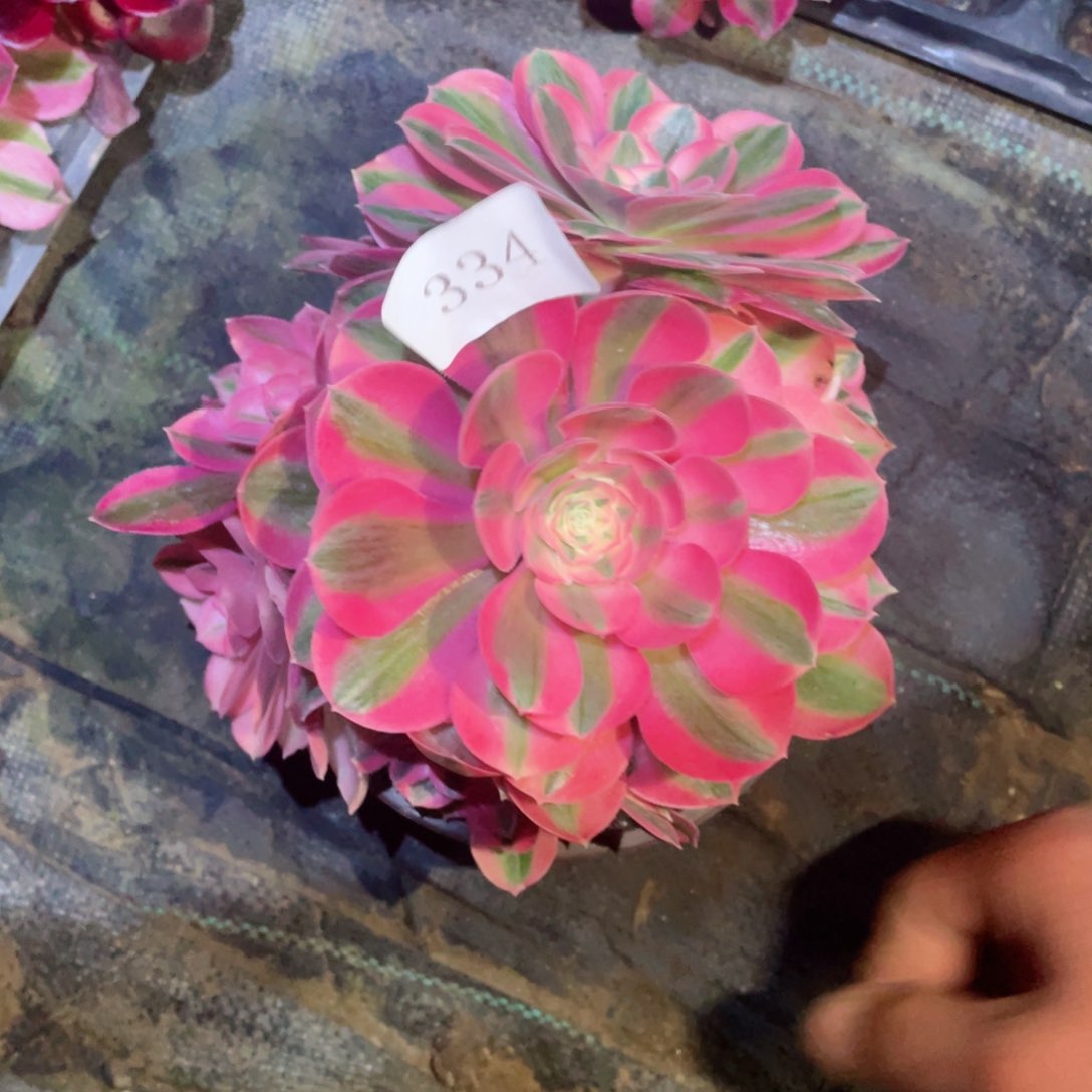 多肉植物女巫334