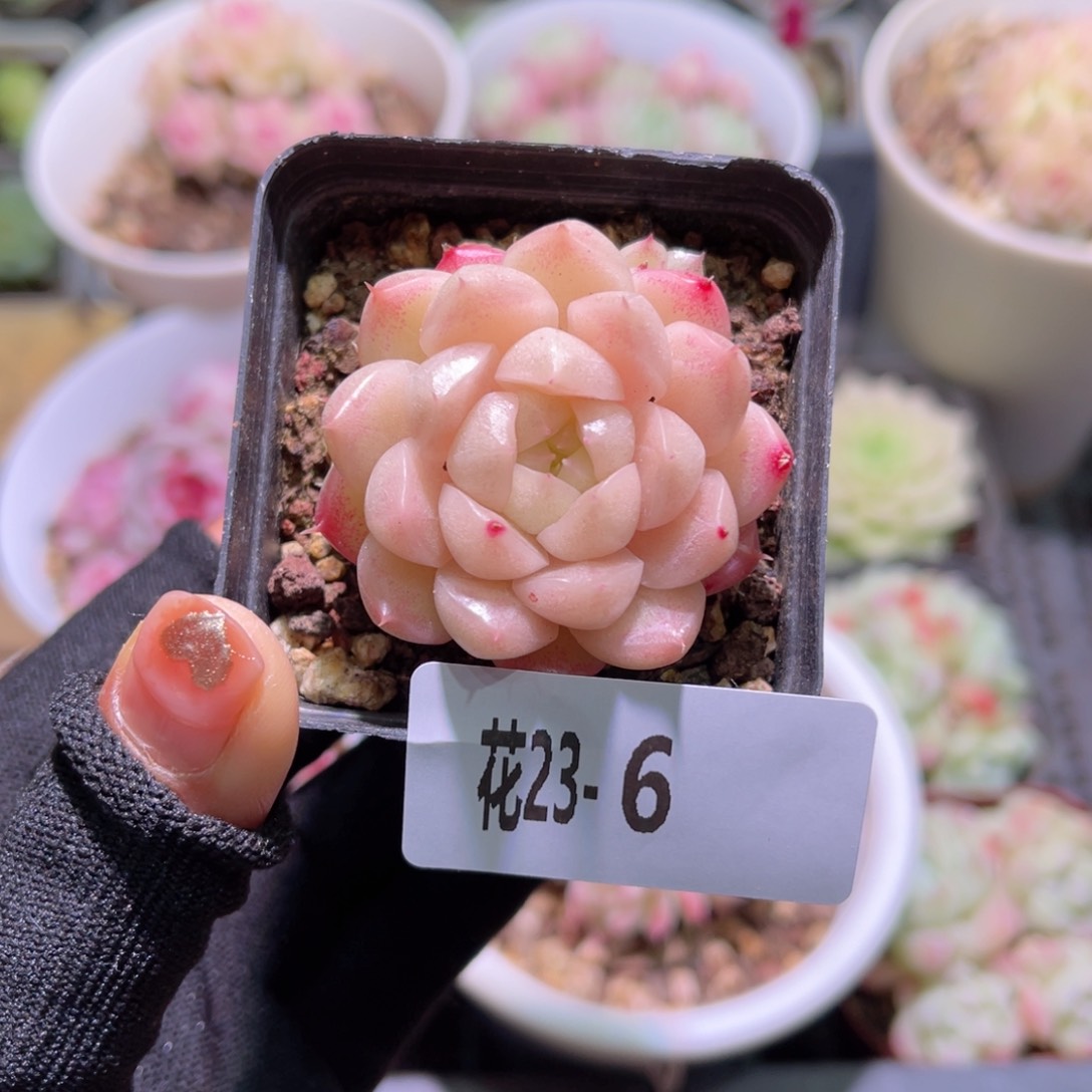 花23-06麦秆单头