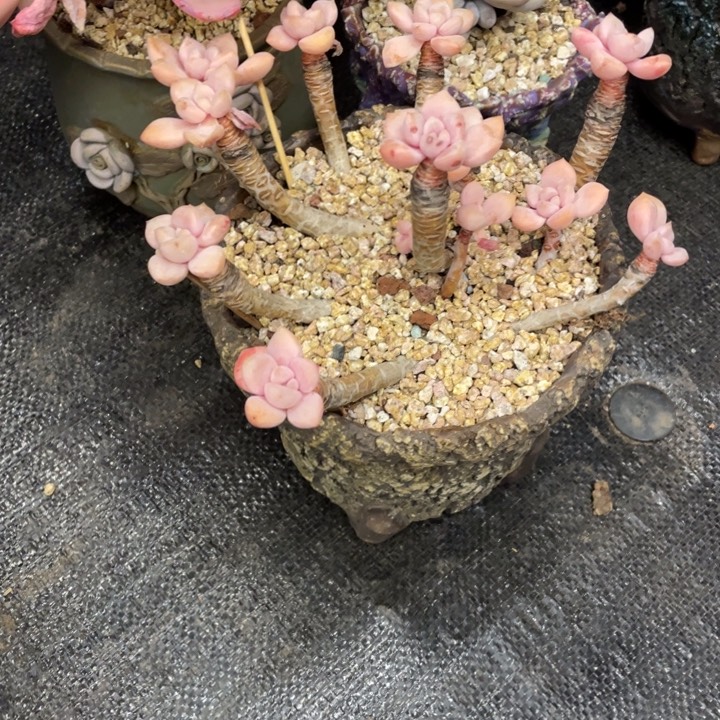 平***糖弥鹿之森一物一图