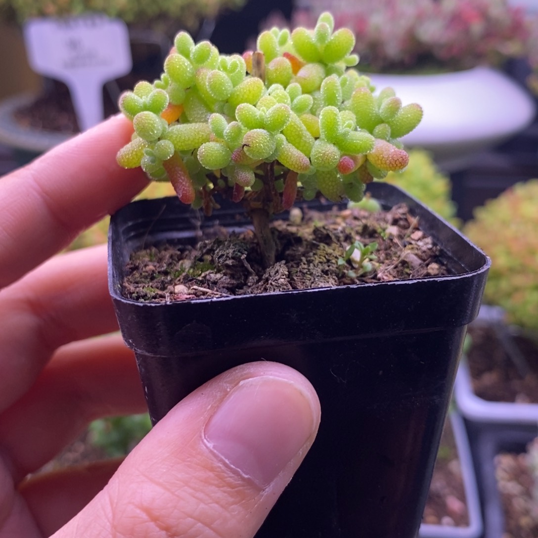 读*感168金橘糖球。    