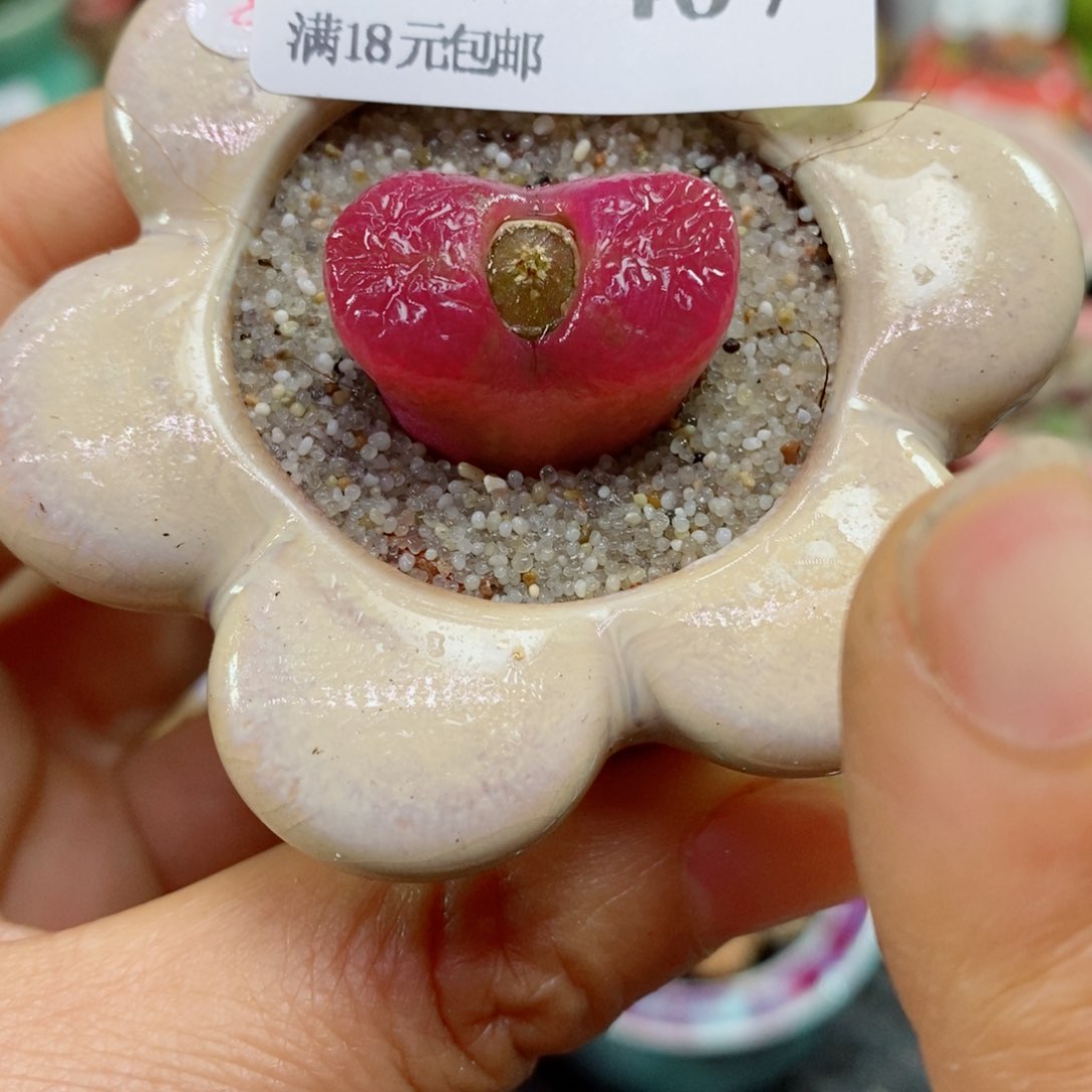 微****瓜生石花花花花花花花花407