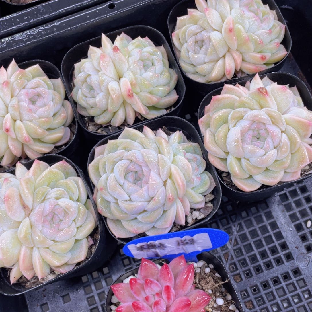 178号钻石体白玉双头一个