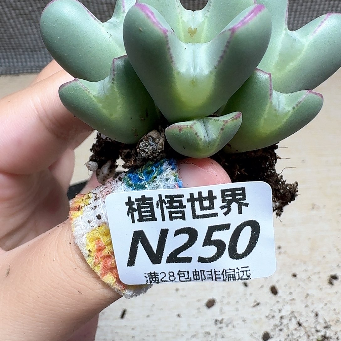 多肉植物的润泽风格