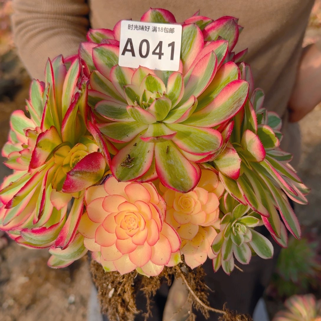 041荔枝。多肉植物