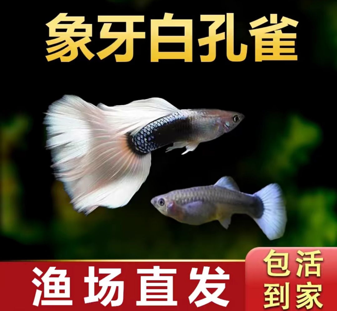 象牙白孔雀鱼 黄礼服小型热带鱼观赏凤尾鱼好繁殖易养