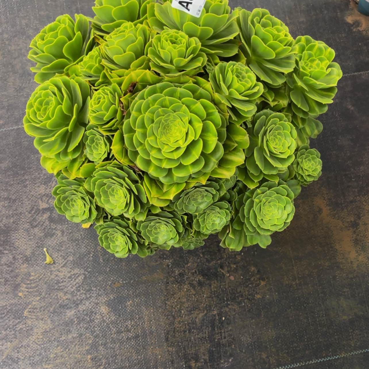 【闪购商品】09900