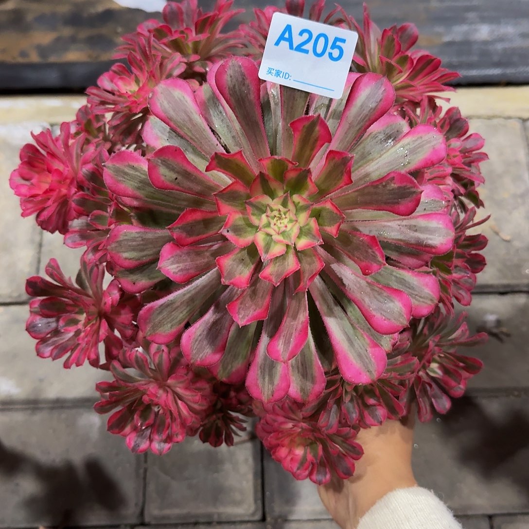 205红铜白3333冠服25左右