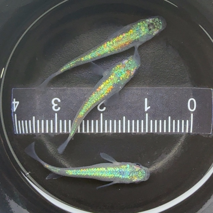 青鳉鱼海王星4号青鳉