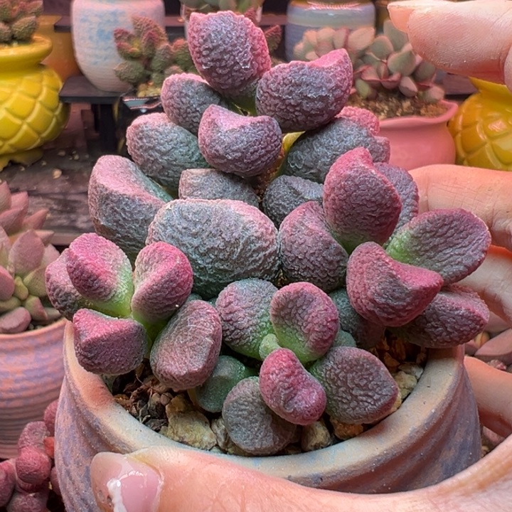 秀***吉祥如意是什么。 