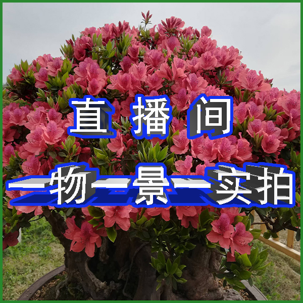 安徽大别山映山红老盆景映山红老桩杜鹃花造型变脸精选阮迪慧盆栽