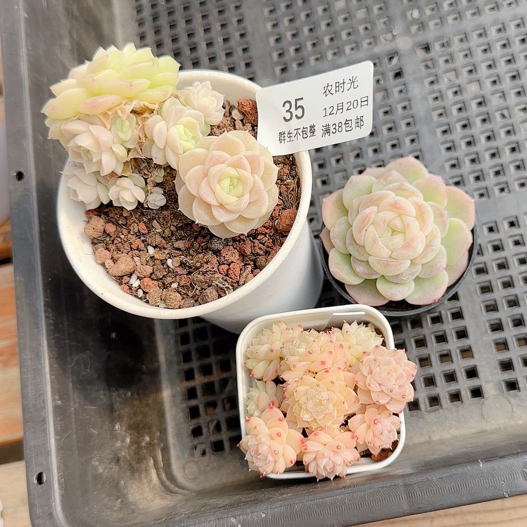 1220-35（打包3颗）专拍