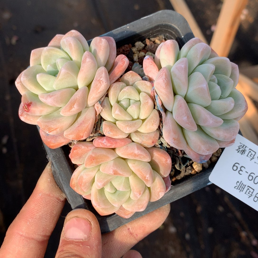 0209-39 冰玉老桩