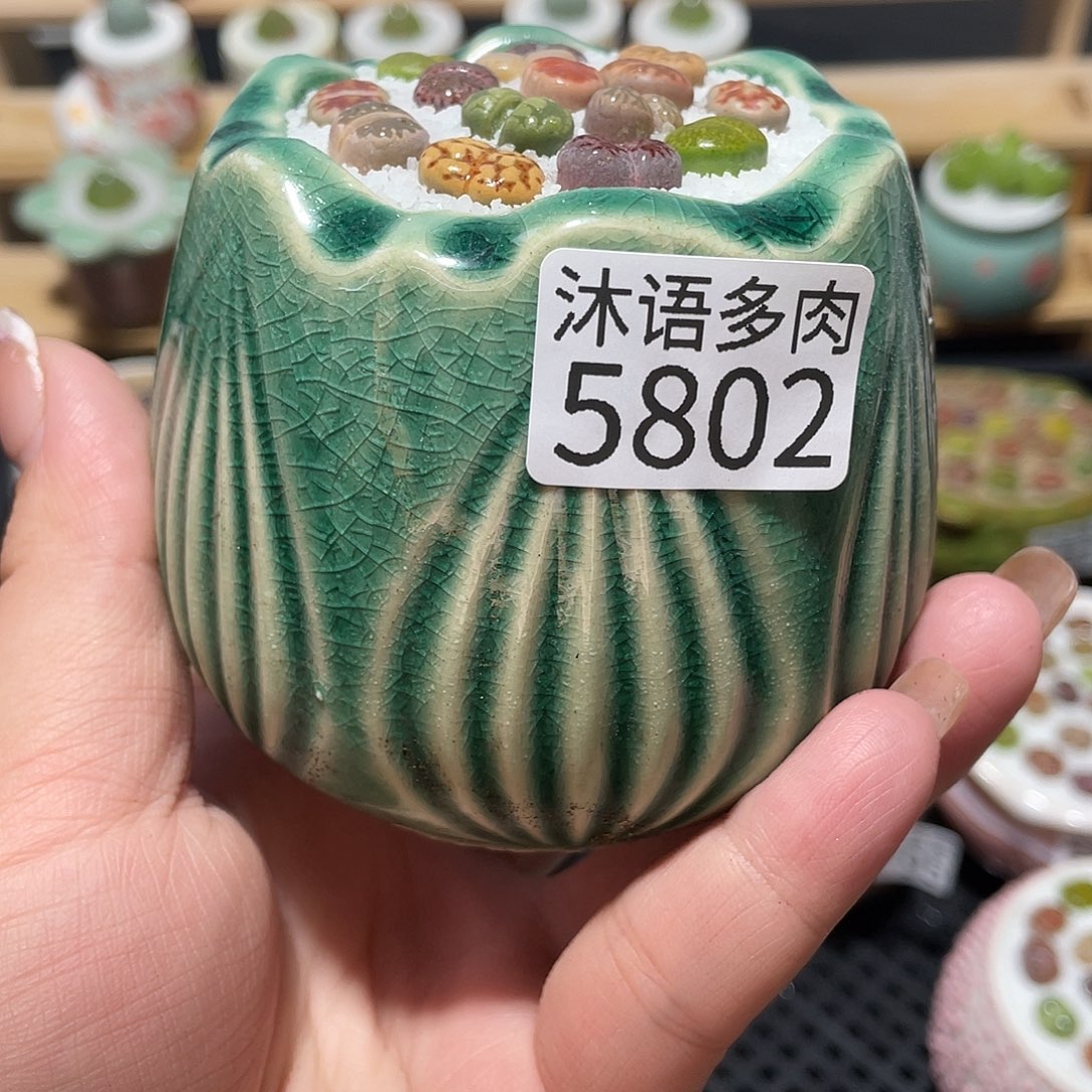 歖***歖带盆土植物 一物一拍5802