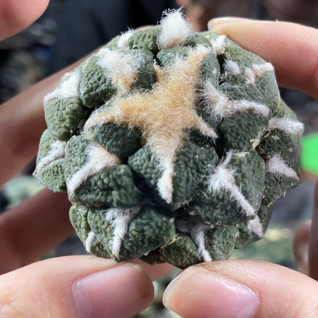 15号5.6cm超大尤黑牡丹萝卜根