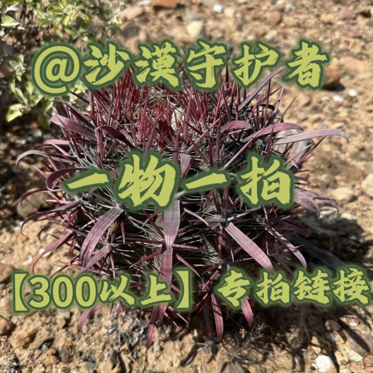 沙漠守护者（晴天兄弟）狂刺精品仙人球一物一拍（300以上）专拍链接
