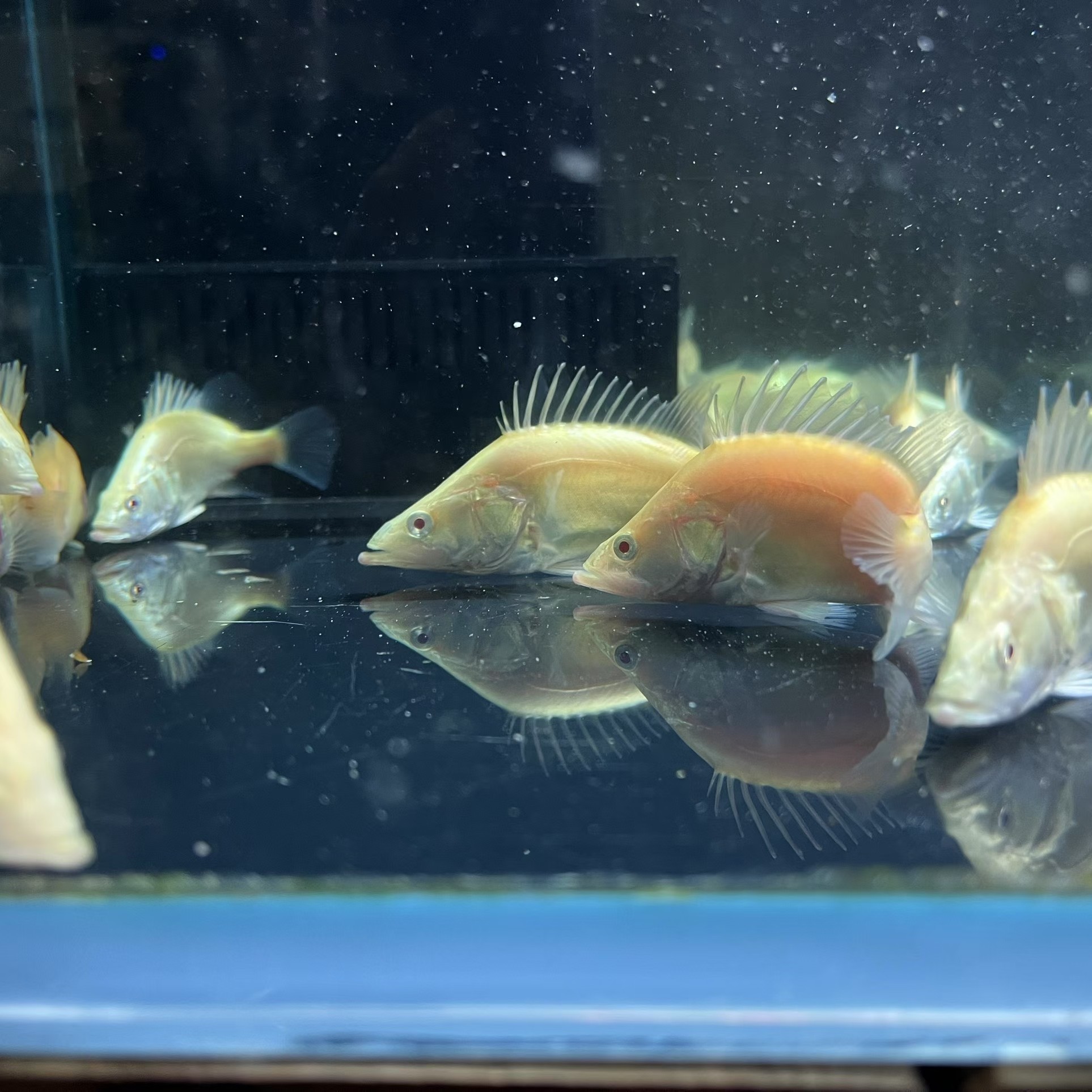 黄金鳜冷水猛鱼白子红眼不吃饲料